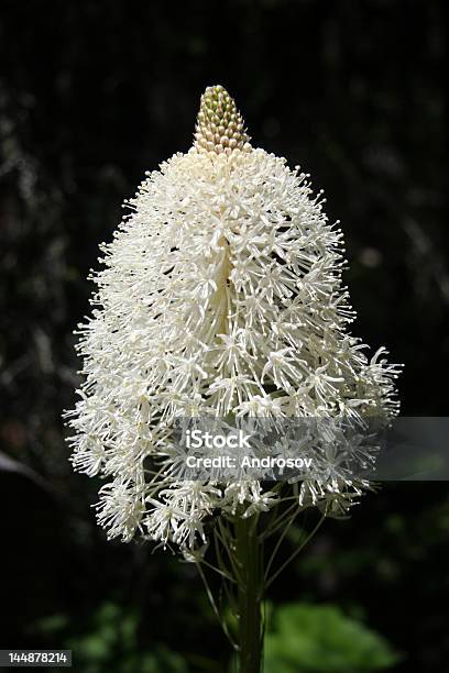 Xerophyllumkwiat W Parku Narodowym Glacier - zdjęcia stockowe i więcej obrazów Alberta - Alberta, Alpy, Beargrass