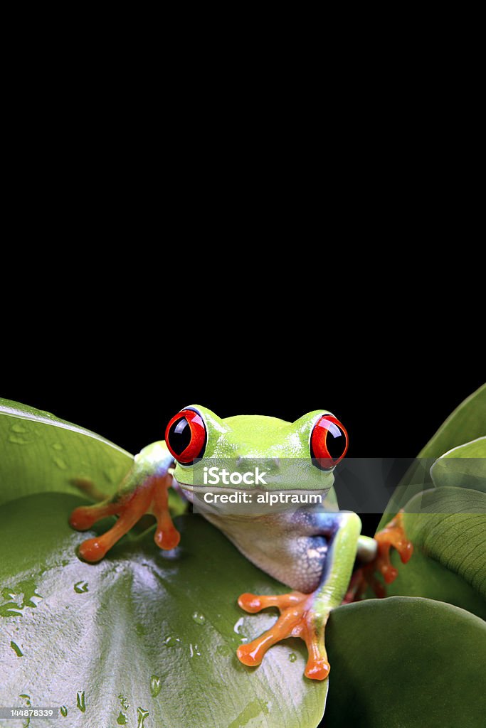 frog on plant isolated black http://www.alptraum.us/LB_frogs.jpg Black Background Stock Photo