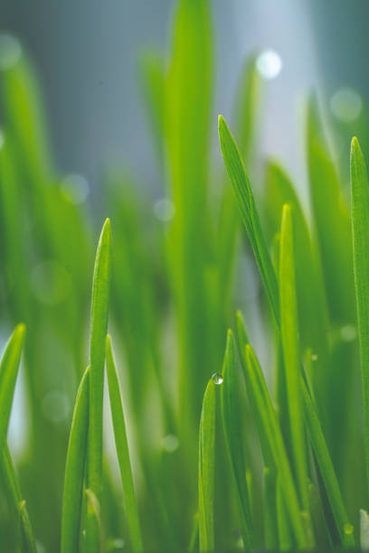 Grass with water drops at the ends