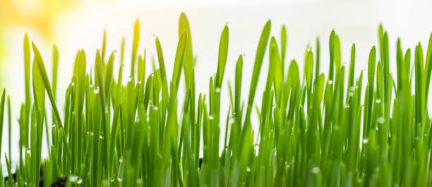 istock Grass with water drops at the ends 1448783866