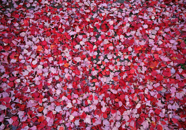 istock Fallen red maple leaves on the ground in Autumn - Fall foliage background 1448784093