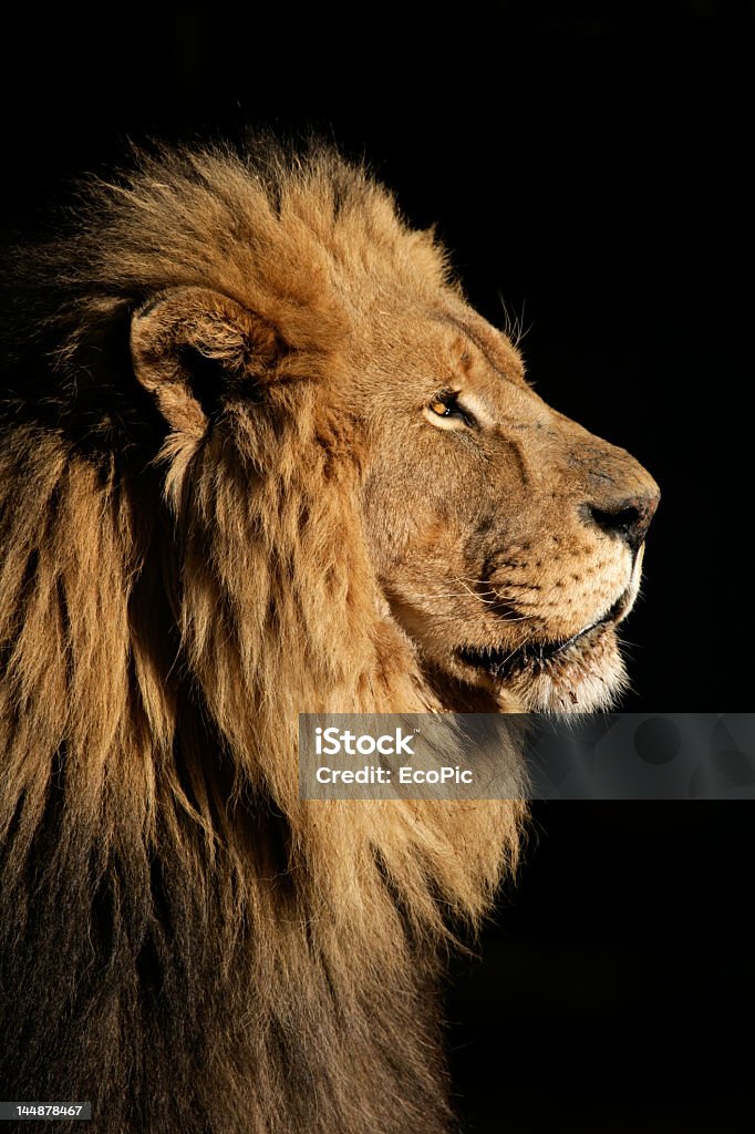 Close-up of big male African lion on black background Side portrait of a big male African lion (Panthera leo), against a black background, South Africa Lion - Feline Stock Photo