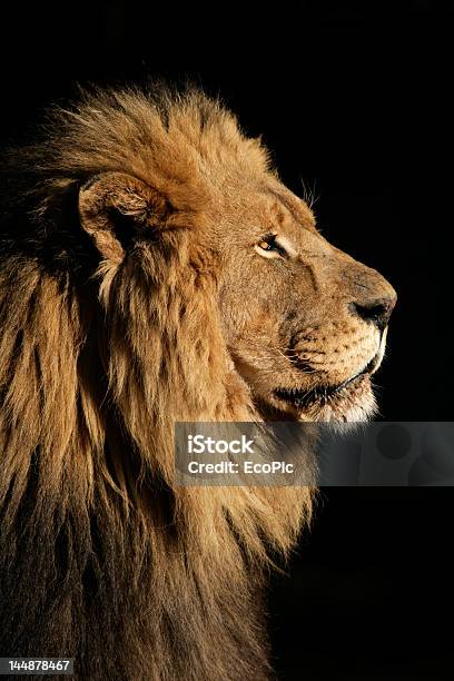 Closeup Of Big Male African Lion On Black Background Stock Photo - Download Image Now