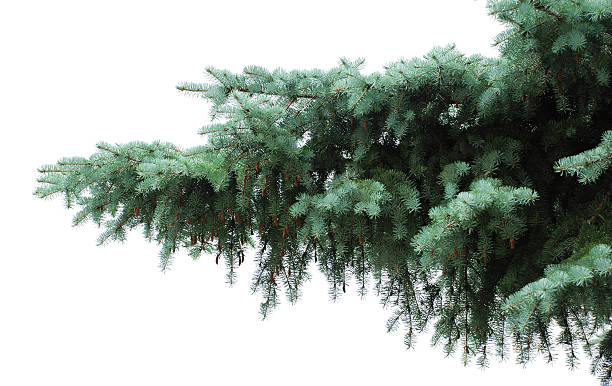 istock Branch of blue fur-trees 144878494