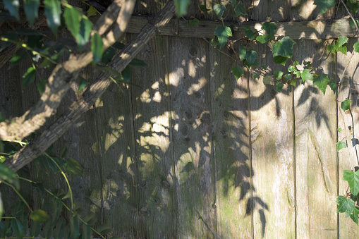 Shadows of leaves of branches of a tree reflecting on a weathered garden fence