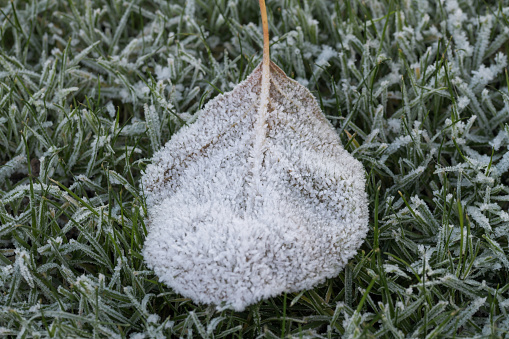 An ice encrusted walnut tree leaf laid on icy blades of grass