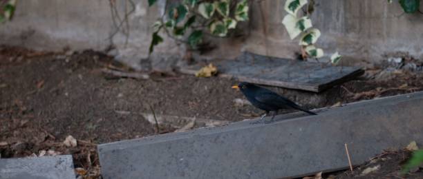 istock a bird about to fly 001 smth 1448789092