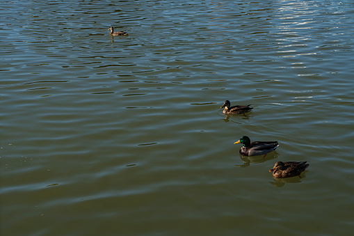 Ducks at the shore