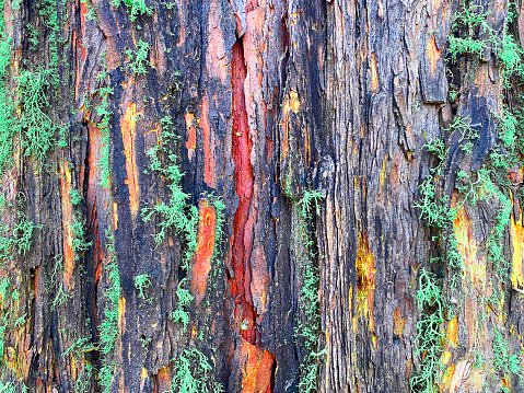 a tree bark rainforest moss closeup old weather wet rain trunk branch nature
