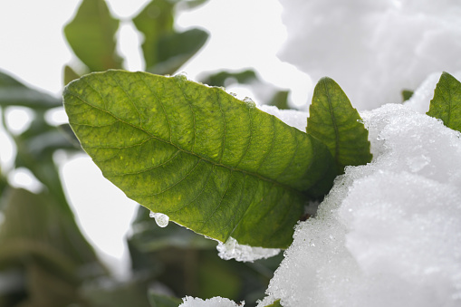 A crisp green leave pretending from the snow covered bush