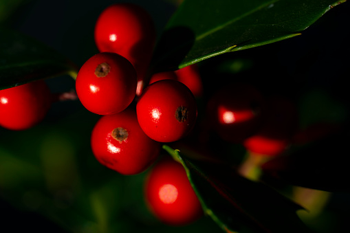 Holly berries in winter, this is a close-up image for use as a background.