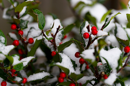 Snow covers small red berries on green holly bush on a sunny winter Christmas morning