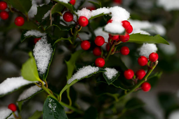 istock Holly berries in winter snow 1448791381