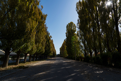 Road in trees