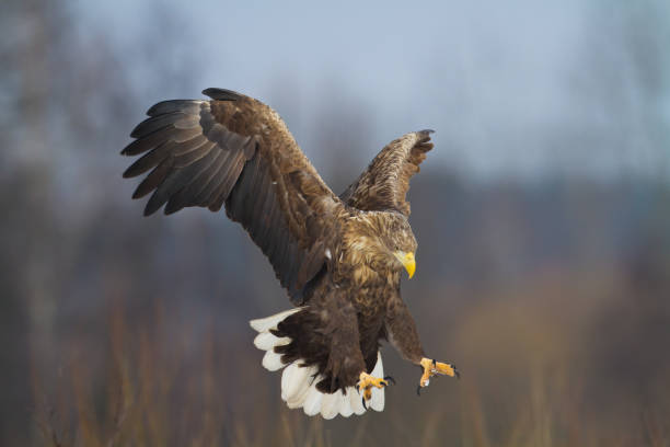 istock flying Majestic predator White-tailed eagle, Haliaeetus albicilla in Poland wild nature 1448792865