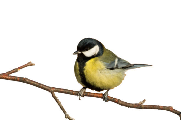 istock Colorful great tit Parus major perched on a tree , bird isolated on white background 1448793070