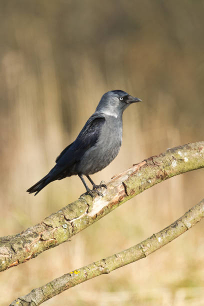 istock Jackdaw black bird, wildlife Poland Europe 1448795534