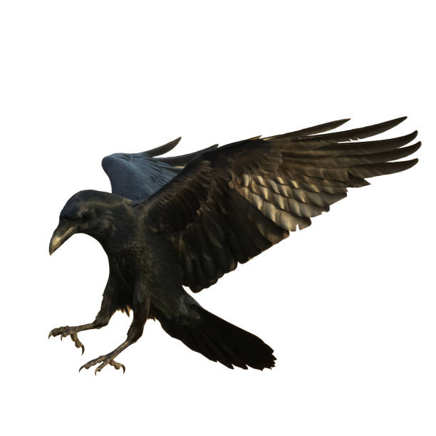 istock Birds flying raven isolated on white background Corvus corax. Halloween 1448795978