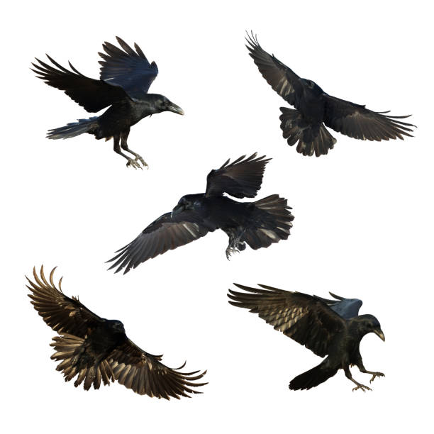 istock Birds flying raven isolated on white background Corvus corax. Halloween - mix five birds 1448796091
