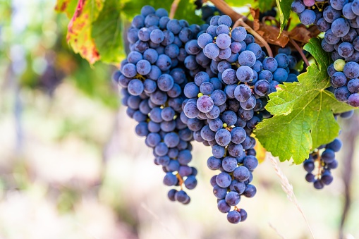 A selective focus shot of ripe grapes hanging from the vine