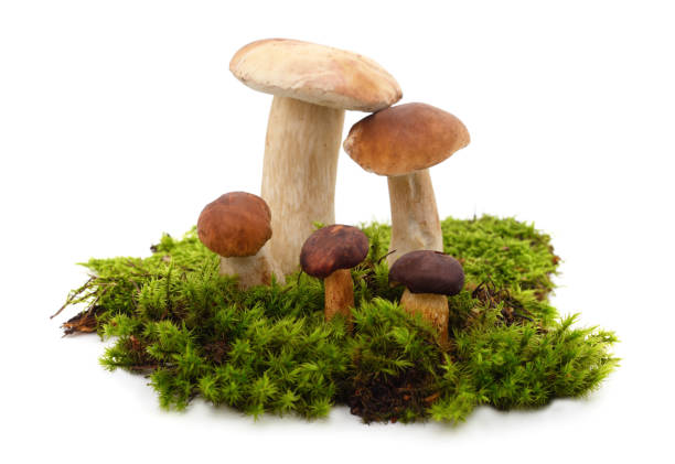 istock Many brown mushrooms with moss. 1448797005