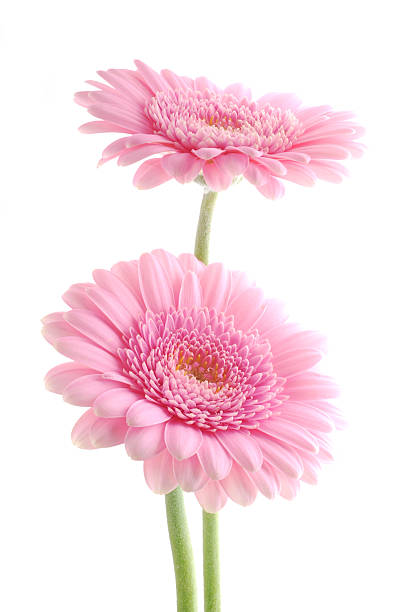 rosa gerber - gerbera daisy stem flower head pink - fotografias e filmes do acervo