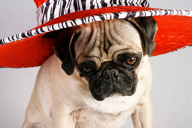 Pug the Pimp Pug wearing zebra stripped pimp hat looking down pimp hat stock pictures, royalty-free photos & images