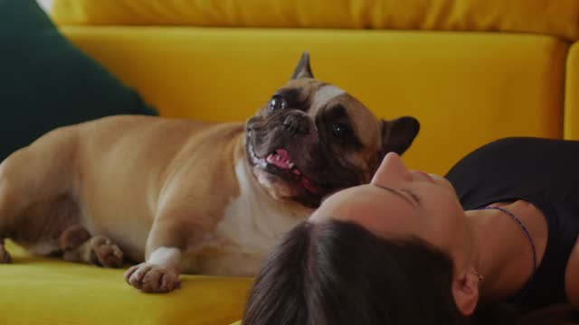 A skinny woman lies on yellow couch with her head upside down next to her pet french bulldog