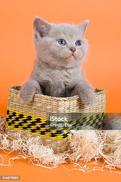 De Pêlo Curto Filhote De Gato Britânico - Fotografias de stock e mais imagens de Cesto - Cesto, Gato domesticado, Amizade