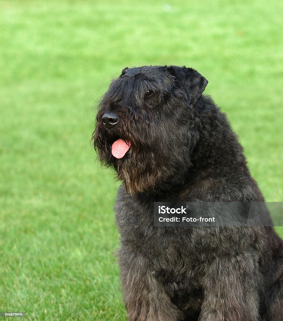 Bouvier des Flandres Retrato - Foto de stock de Amizade royalty-free