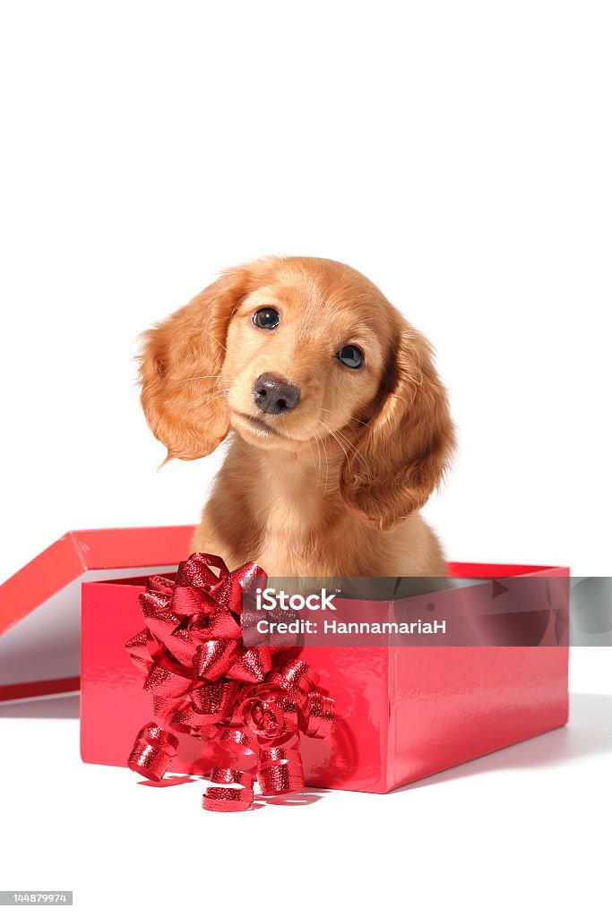 Big eared puppy dog in a red box with bow A dachshund puppy for Christmas!  Animal Stock Photo