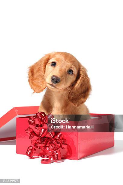 Big Eared Puppy Dog In A Red Box With Bow Stock Photo - Download Image Now - Animal, Animal Hair, Blond Hair