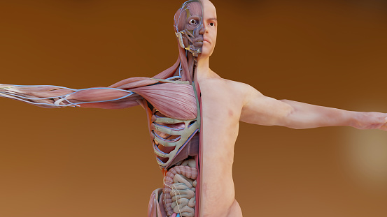 Image of head-to-toe scan of a fit woman and fat woman body. The effect of overweight on the skeletal system. Distribution of human adipose tissue in the body. MRI scanning of the human body skeletal and muscular systems with front view. / You can see the animation movie of this image from my iStock video portfolio. Video number: 1453186362
