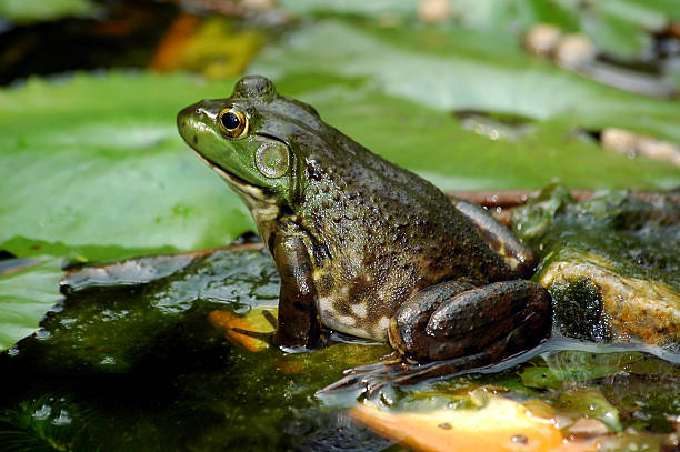 Frog stock photo