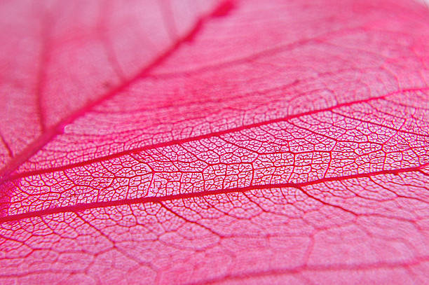 Closeup of dried red leaf stock photo