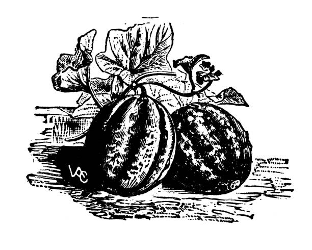 Antique engraving illustration: Melon cantaloupe