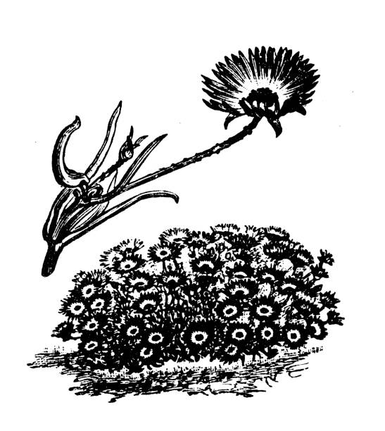 antique engraving illustration: mesembryanthemum - buz çiçeği stock illustrations