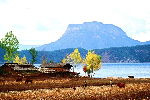 20 years later, residential buildings and hotels have been built on this  cropland, so the scene in this picture no longer exists. Photographic slide photo in Nov 2002, Lugu Lake, Yunnan