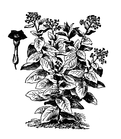 Antique engraving illustration: Nicotiana