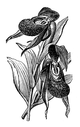 Antique engraving illustration: Orchid, Cypripedium Macranthum
