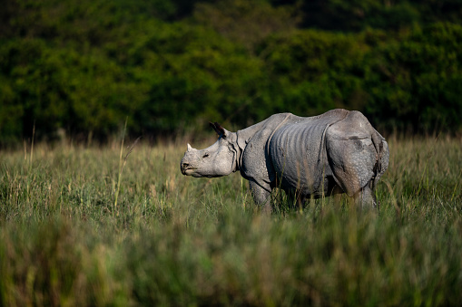 Greater one-horned rhino in  grassland