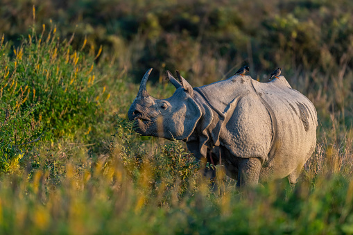A Southern White rhinoceros or square-lipped rhinoceros (Ceratotherium simum) in the Ziwa Rhino Santuary in Uganda, East Africa. This is the largest extant species of rhinoceros.