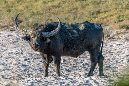 Wild water buffalo with large horns