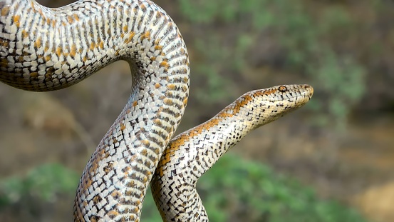 Stock photo showing orange house wall being scaled by a large Indian python (Python molurus) which is also know as the Asian rock python, black-tailed python or Indian rock python.