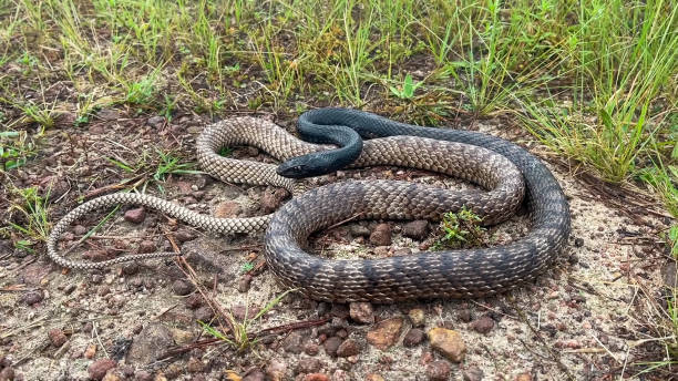 istock Masticophis flagellum flagellum, commonly known as the Eastern coachwhip 1448804760