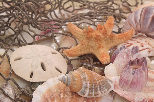 istock Sea Shells and Fishing Net 144880508
