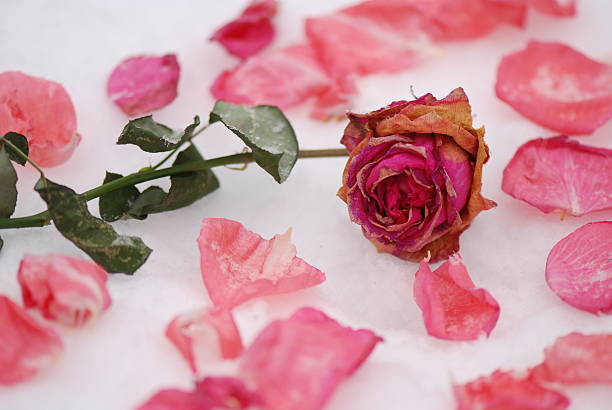 Frozen rose 4 stock photo