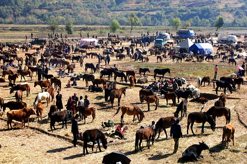 Livestock Fair, it's my English translation. Locally called Luoma Hui(mules and horses fair), actually the trade includes mules, donkeys, horses and cattle(but not pigs and sheep). The trading people here are mainly Yi tribe. Photo in Nov 07, 2005, Ninglang County, Yunnan
