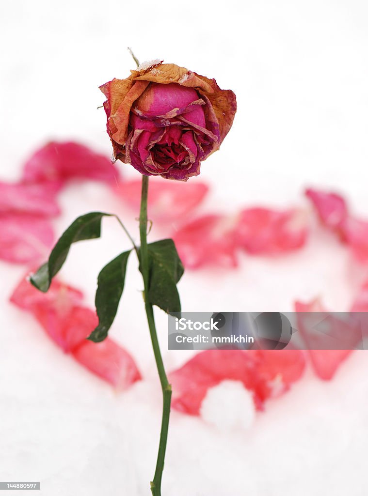 5 rosa congelado - Foto de stock de Amor royalty-free