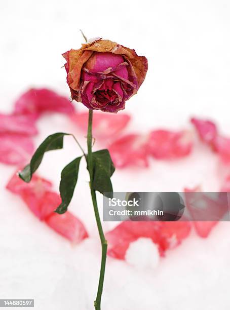 Foto de 5 Rosa Congelado e mais fotos de stock de Amor - Amor, Beleza, Beleza natural - Natureza